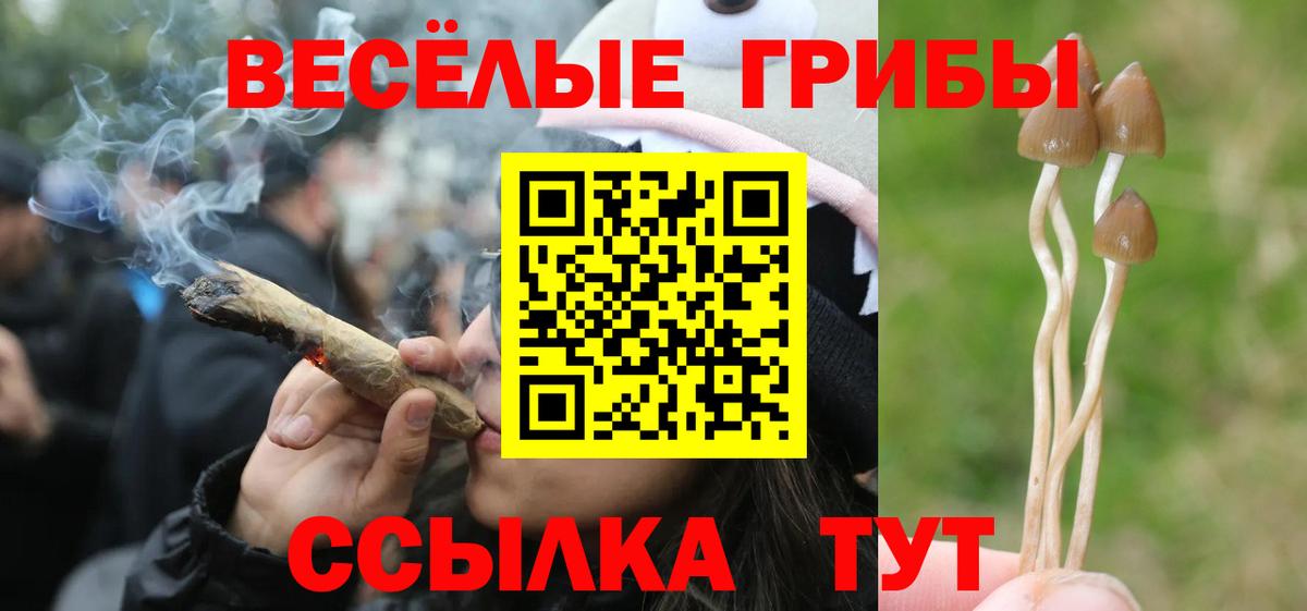 купить закладку  Псилоцибиновые грибы Psilocybe  Лосино-Петровский  Вход с VPN  Псилоцибиновые грибы Psilocybe 